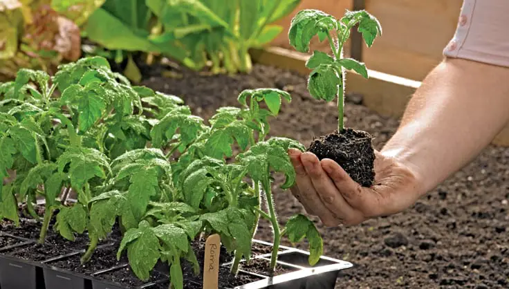 Seed Germination: A Complete Guide For Farmers