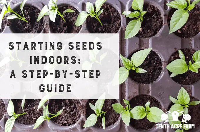 Seed Germination: A Complete Guide For Farmers