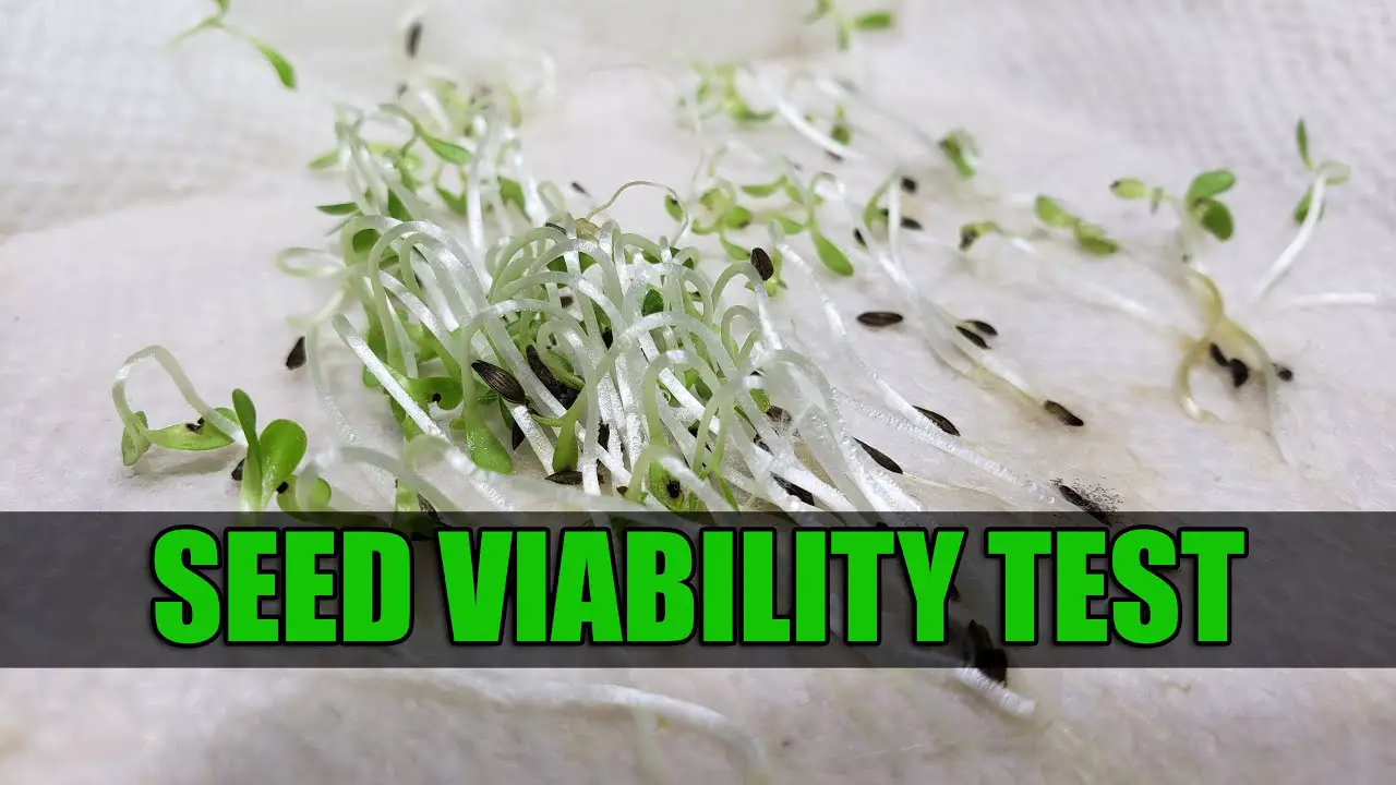 Seed Viability Testing Methods For Farmers