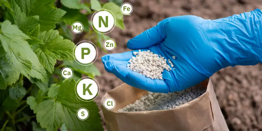 Choosing The Right Type Of Fertilizer For Different Soil Types