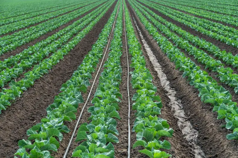 The Most Cost-Effective Irrigation Systems For Small Farms