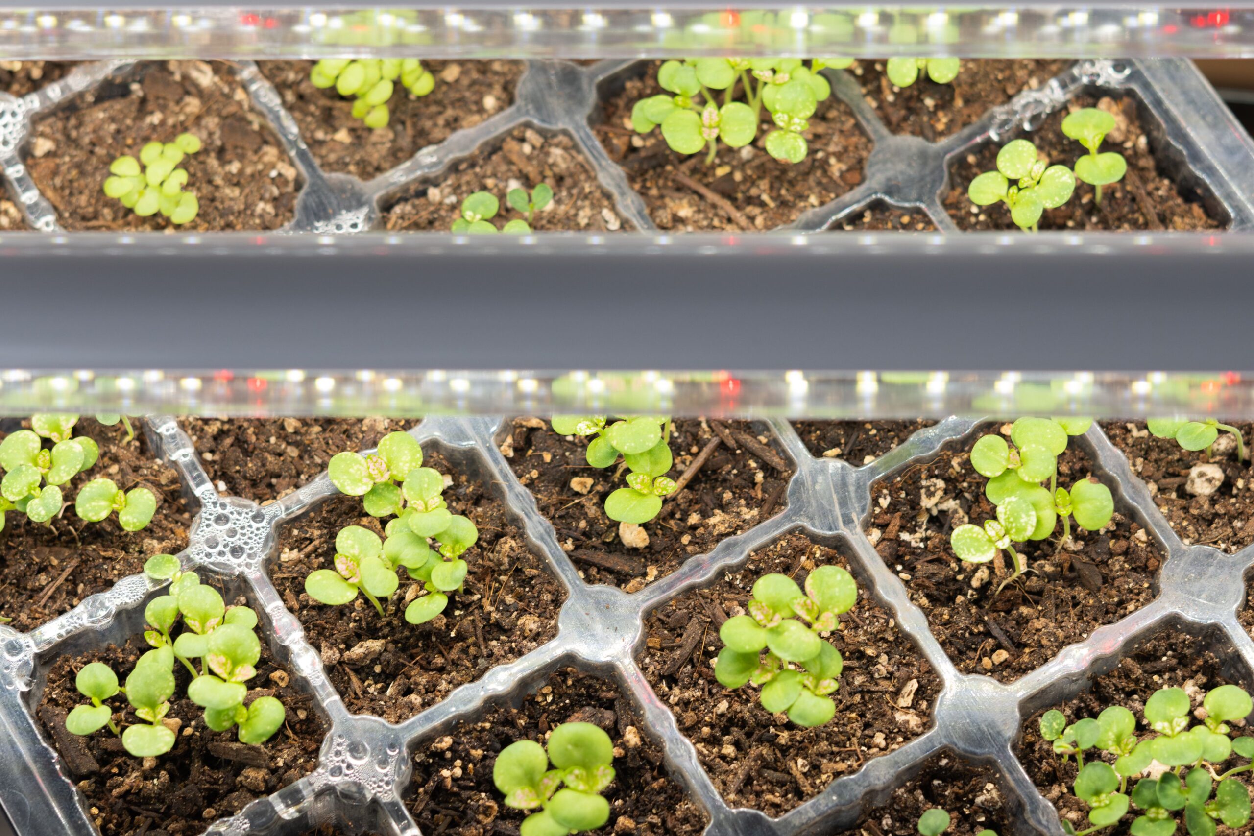 Best Practices For Seedling Lighting To Promote Growth