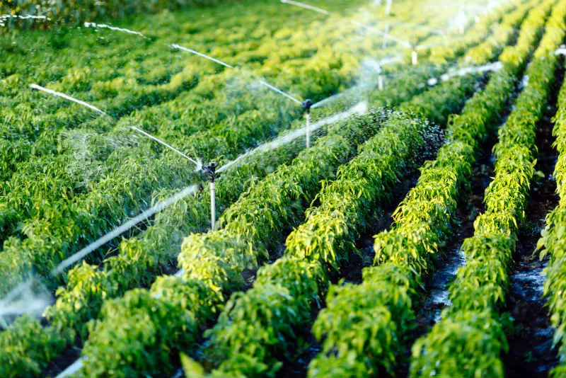 Pros And Cons Of Automated Irrigation Systems