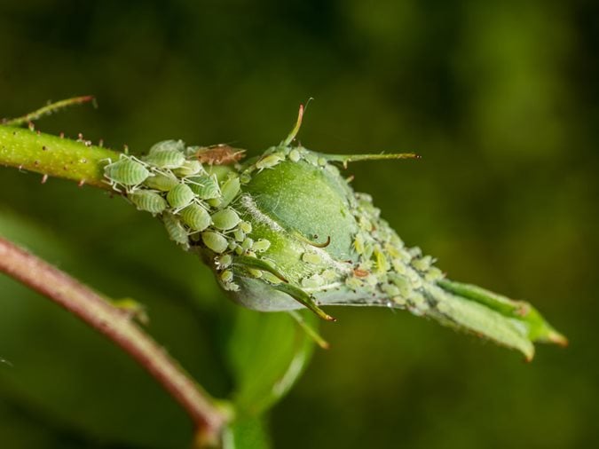 Top Ways To Control Aphids And Other Common Pests Without Pesticides
