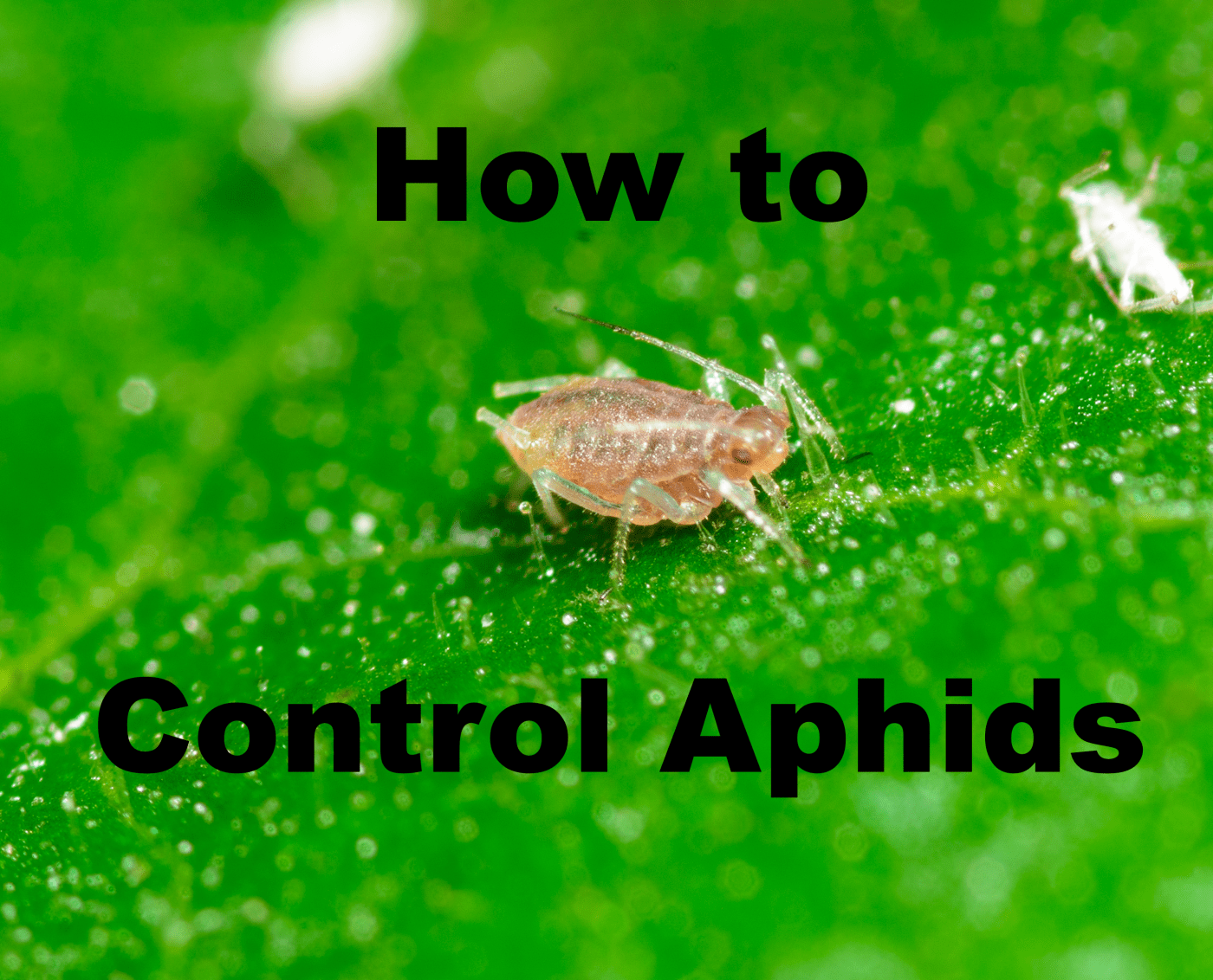 Top Ways To Control Aphids And Other Common Pests Without Pesticides