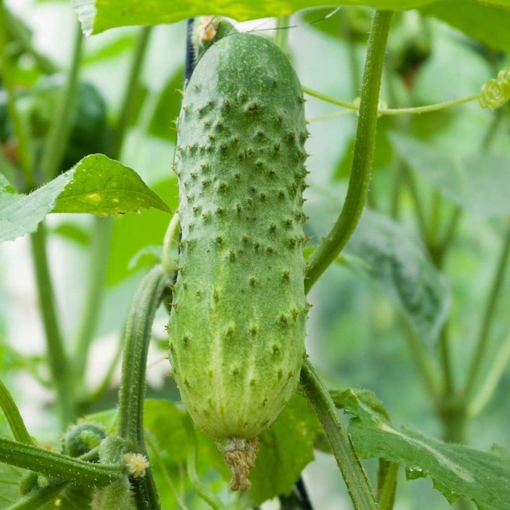 100 Boston Pickling Cucumber Seeds for Planting 3 Grams of Seeds Heirloom Non GMO USA Harvested Survival Garden