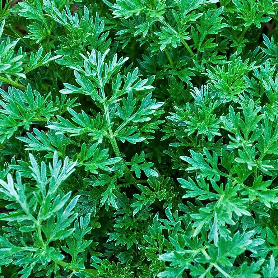 1000+ Citronella Plant Seeds for Planting Outdoors - Organic - Non-GMO Citronella Grass Perennial Herb