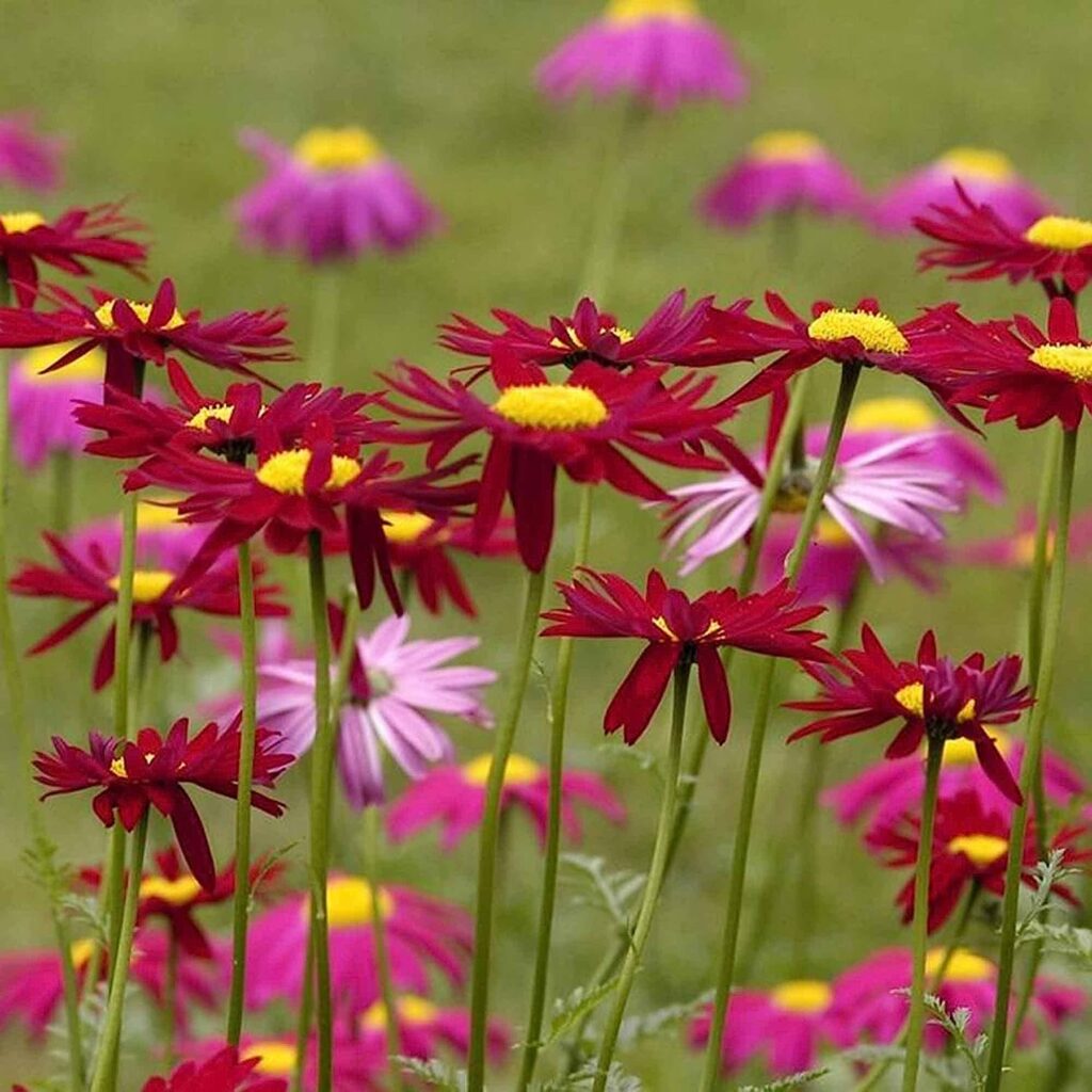 1000+ Pyrethrum Tanacetum Chrysanthemum Robinsons Plant Garden Flower Seed - Fresh Mix Color Flower Seeds