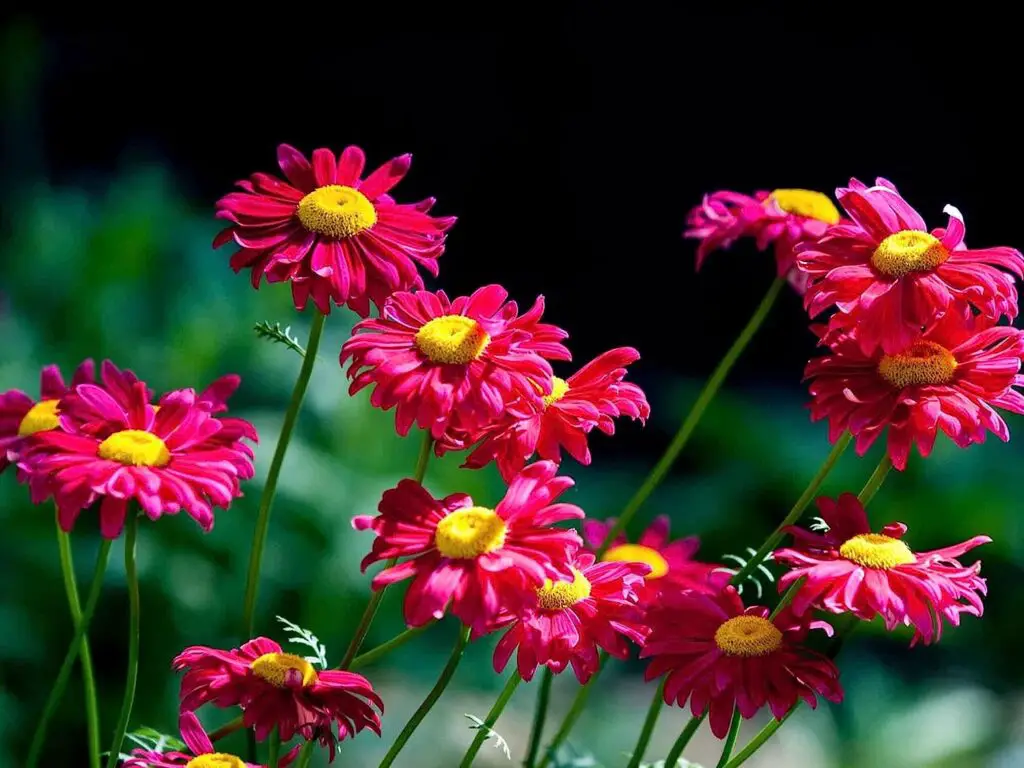 1000+ Pyrethrum Tanacetum Chrysanthemum Robinsons Plant Garden Flower Seed - Fresh Mix Color Flower Seeds