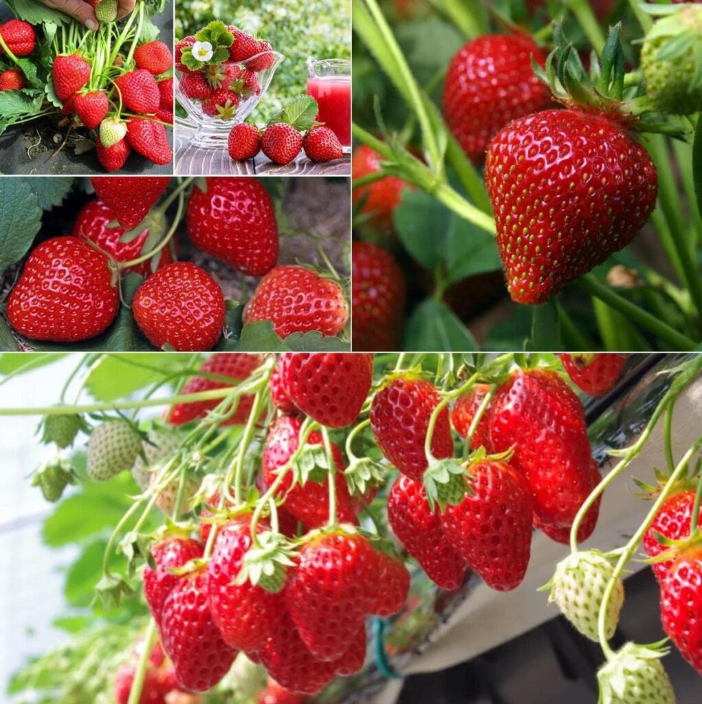 1000+ Red Perpetual Strawberry Four Seasons Strawberry Seeds for Planting