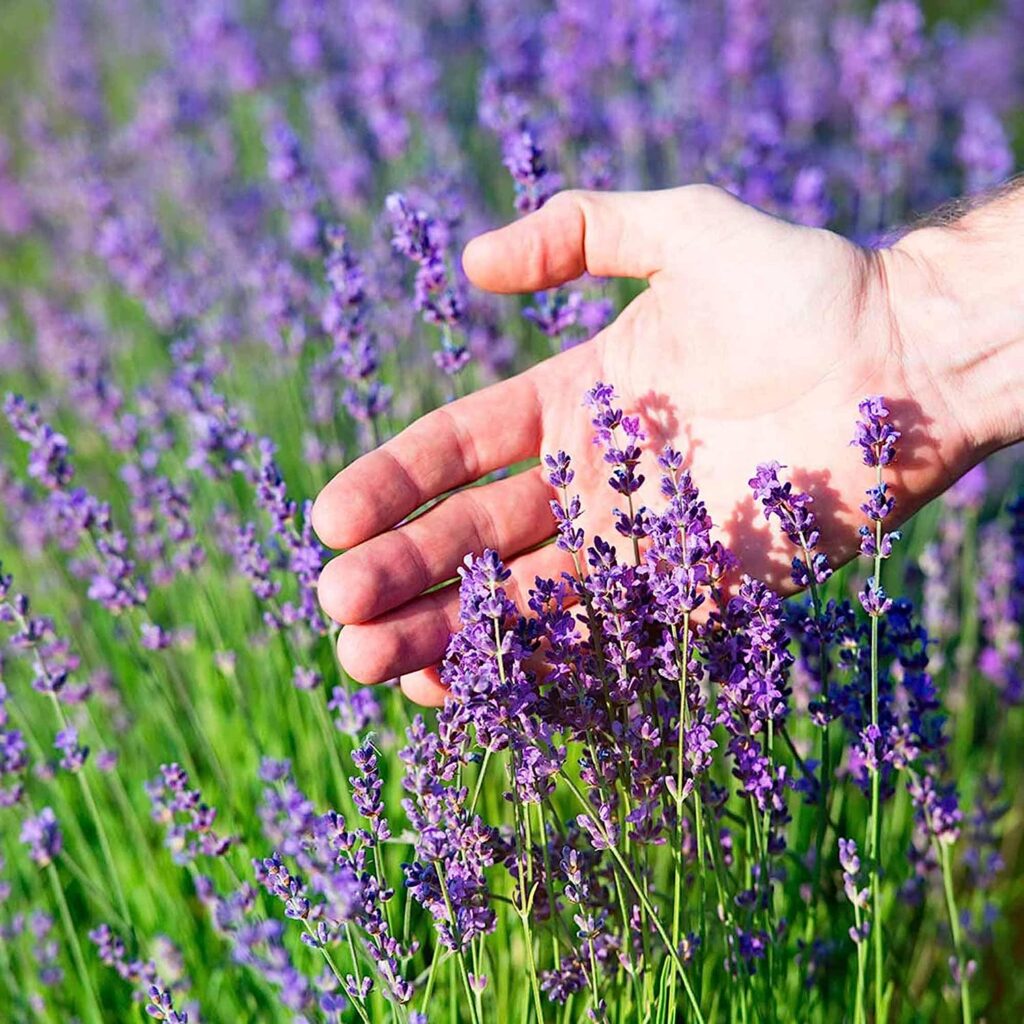10000+ Lavender Seeds for Planting; Non-GMO Heirloom Flower Seeds to Plant and Grow a Beautiful Indoor or Outdoor herb Garden