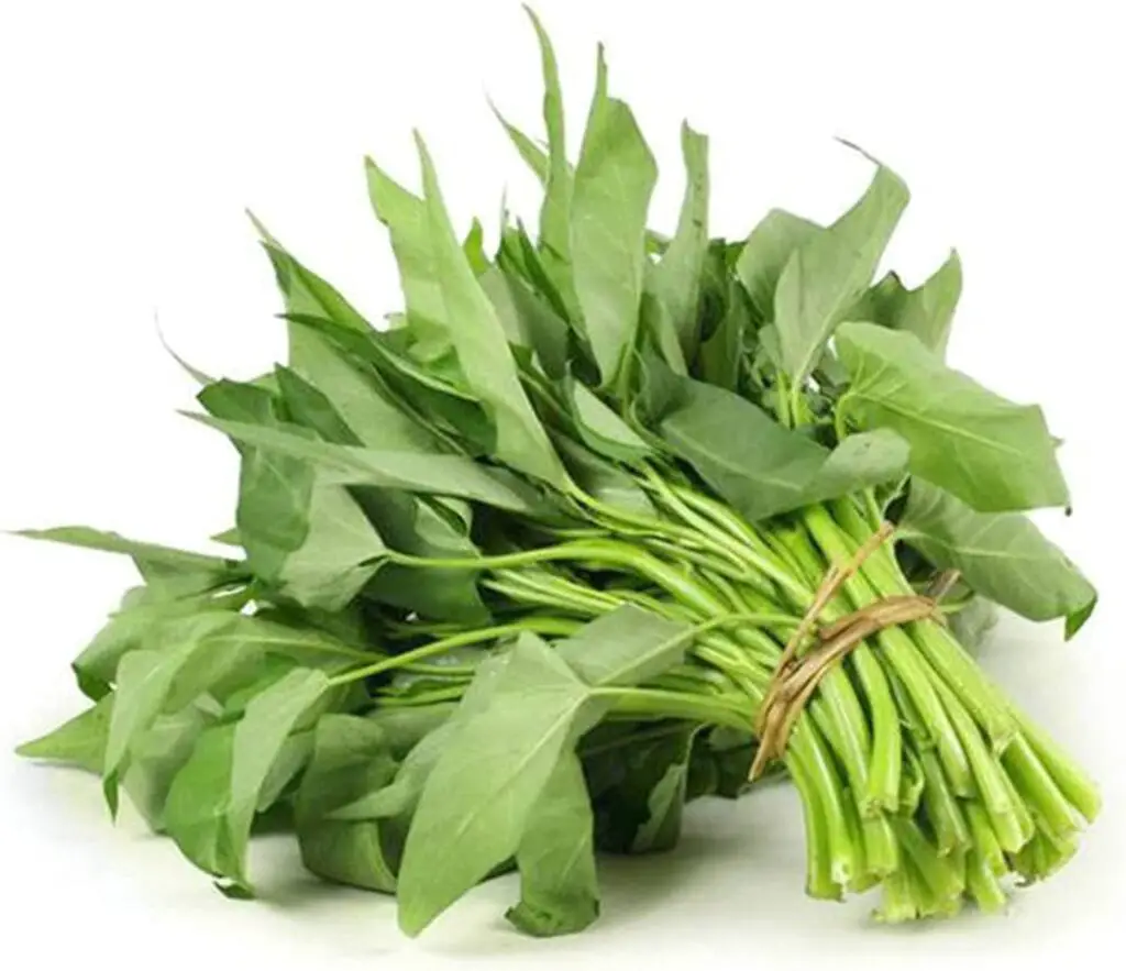 1500+ Kon Xin CAI Ong Choy Seeds for Planting - Green Leaf Vegetable Seeds for Yard  Garden with Instruction