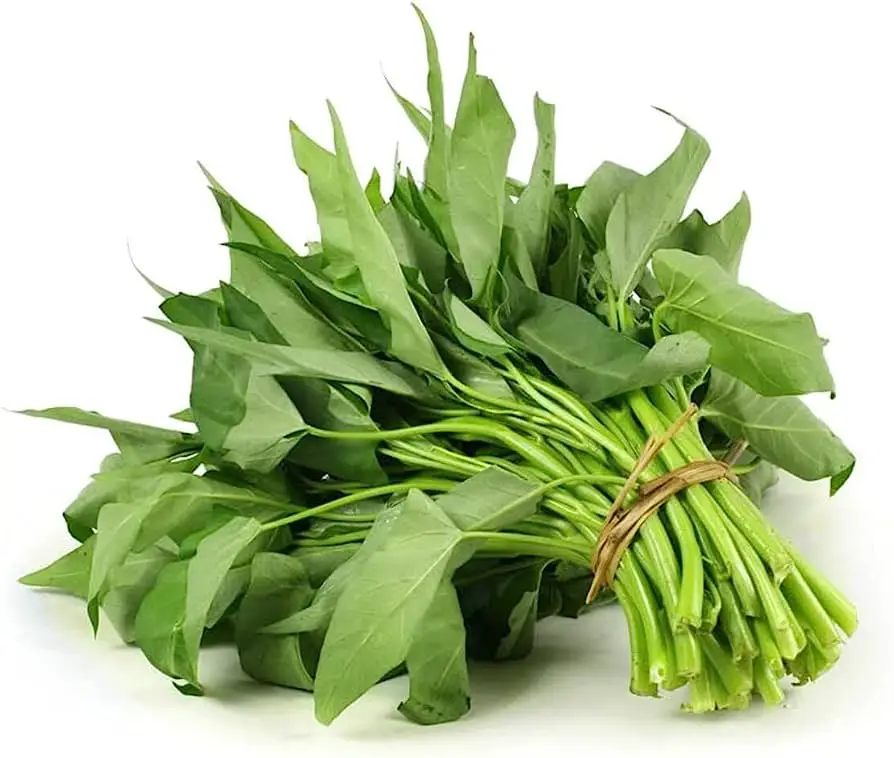 1500+ Kon Xin CAI Ong Choy Seeds for Planting - Green Leaf Vegetable Seeds for Yard  Garden with Instruction