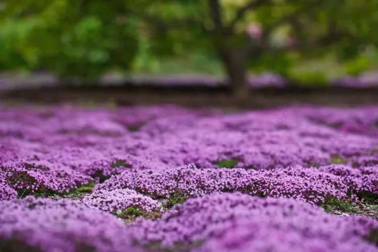 15000+ Wild Creeping Thyme Seeds for Planting - Ground Cover Flowers Perennial Thyme - Non-GMO Thymus Serpyllum Seeds for Planting