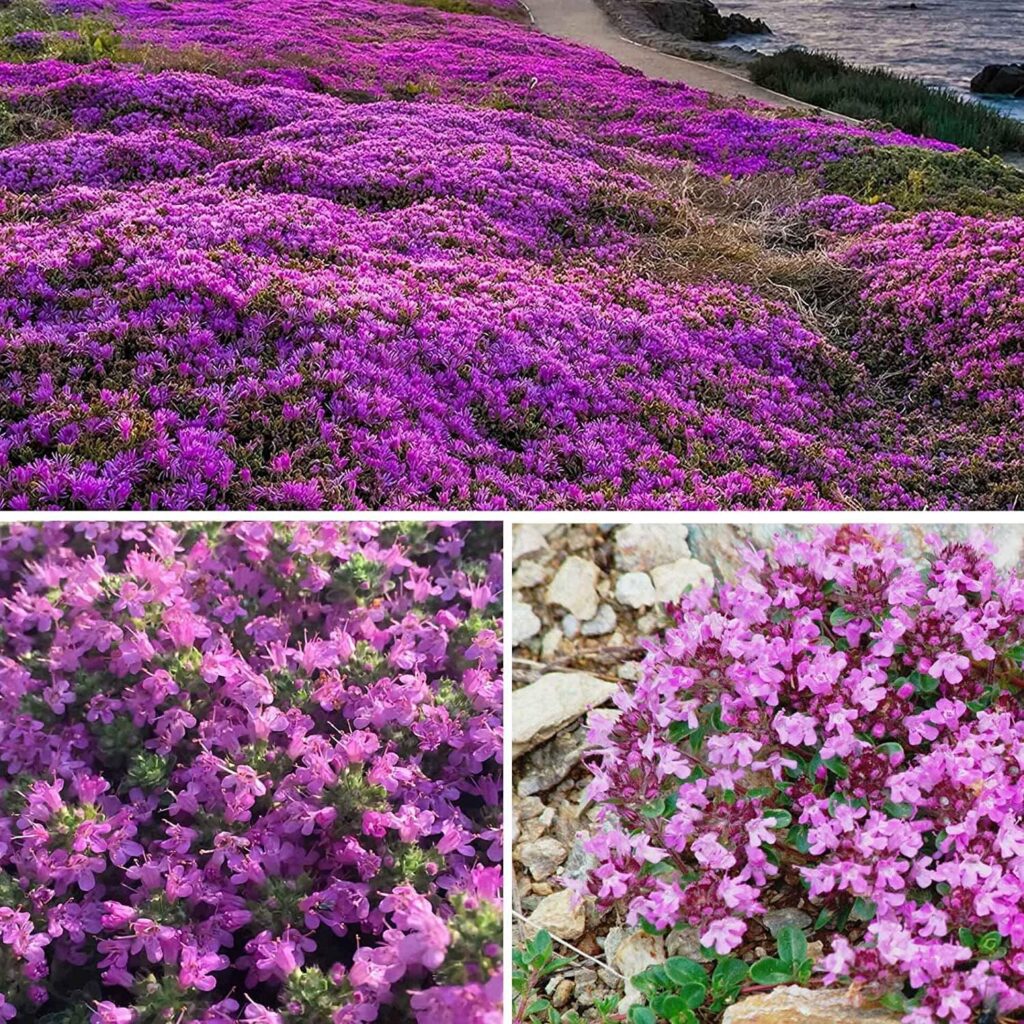 15000+ Wild Creeping Thyme Seeds for Planting - Ground Cover Flowers Perennial Thyme - Non-GMO Thymus Serpyllum Seeds for Planting