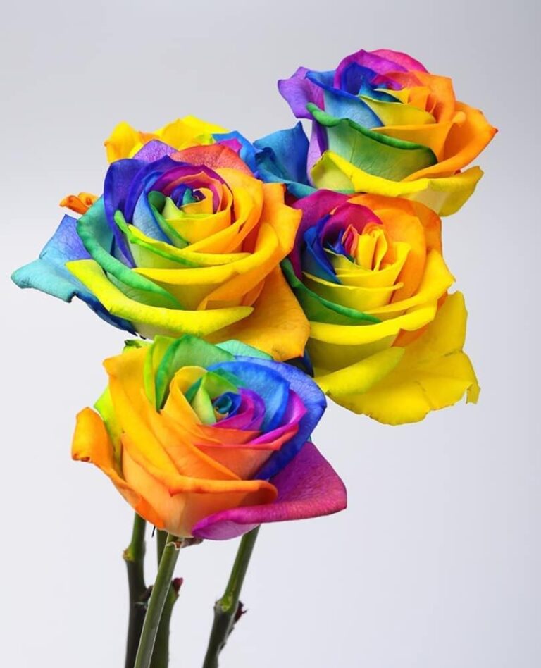 Coloured Roses Real 200pcs Rainbow Color Rose Seeds for Planting, Hybrid Rare Rose ...