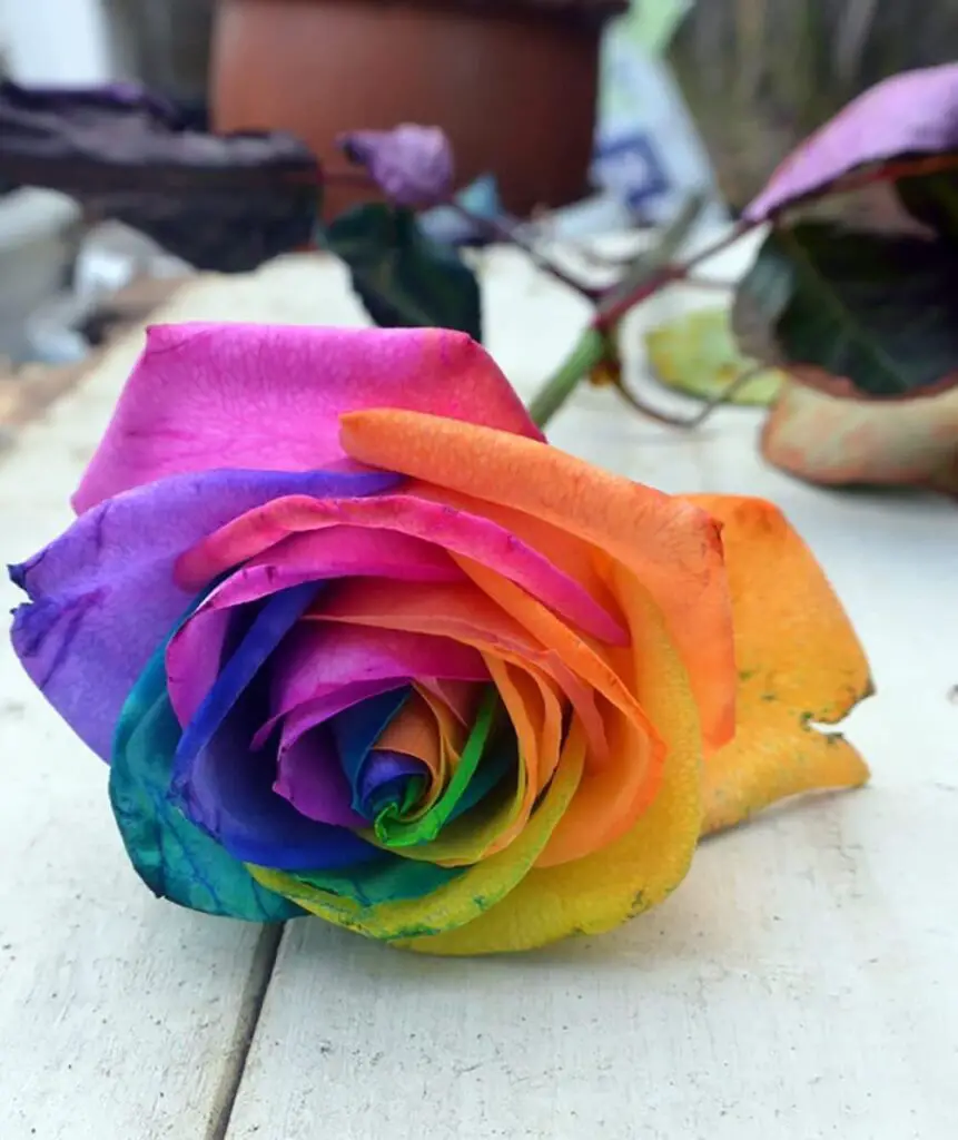 200pcs Rainbow Color Rose Seeds for Planting, Hybrid Rare Rose, Perennial Shrub
