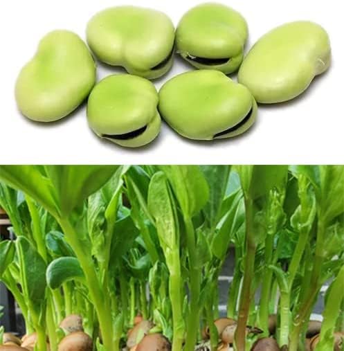 25 Fava Bean Seeds for Planting Vegetables and Fruits,Cover Crop-Chinese Broard Bean Seeds (èè±).Non GMO Garden Seeds for Home Vegetable Garden(40g Veggie Seeds Fava Bean)