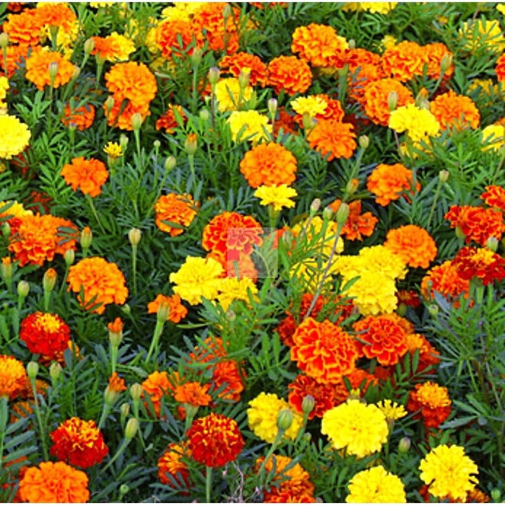 2500 African Marigold Crackerjack Mix Seeds for Planting 7+ Grams USA Harvested pollinator bee Butterfly