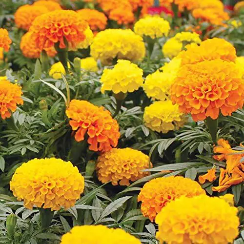 2500 African Marigold Crackerjack Mix Seeds for Planting 7+ Grams USA Harvested pollinator bee Butterfly