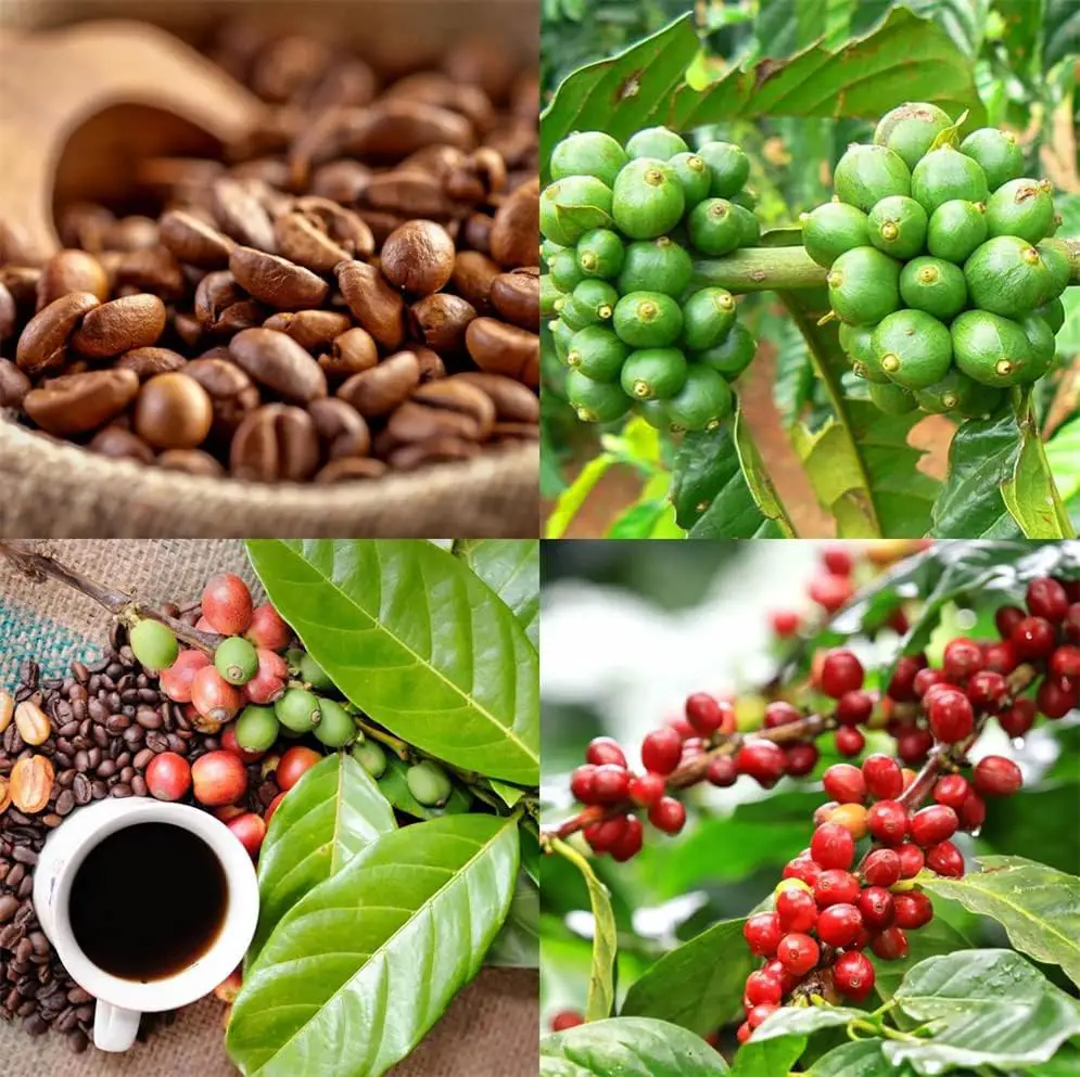 30+ Coffee Seeds for Planting