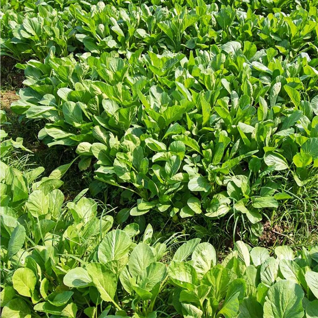 4000+ Florida Broadleaf Mustard Seeds for Planting Vegetable Seeds for Green Leaf Non-GMO Heirloom Garden Seed Small GAI Choi Cáº£i báº¹ xanh