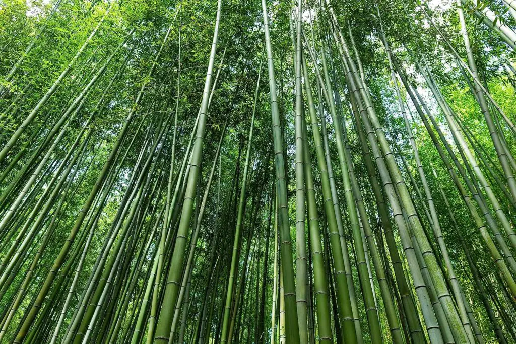 500+ Giant Bamboo Seeds for Planting Exotic and Fast Growing Giant Bamboo, Privacy Screen