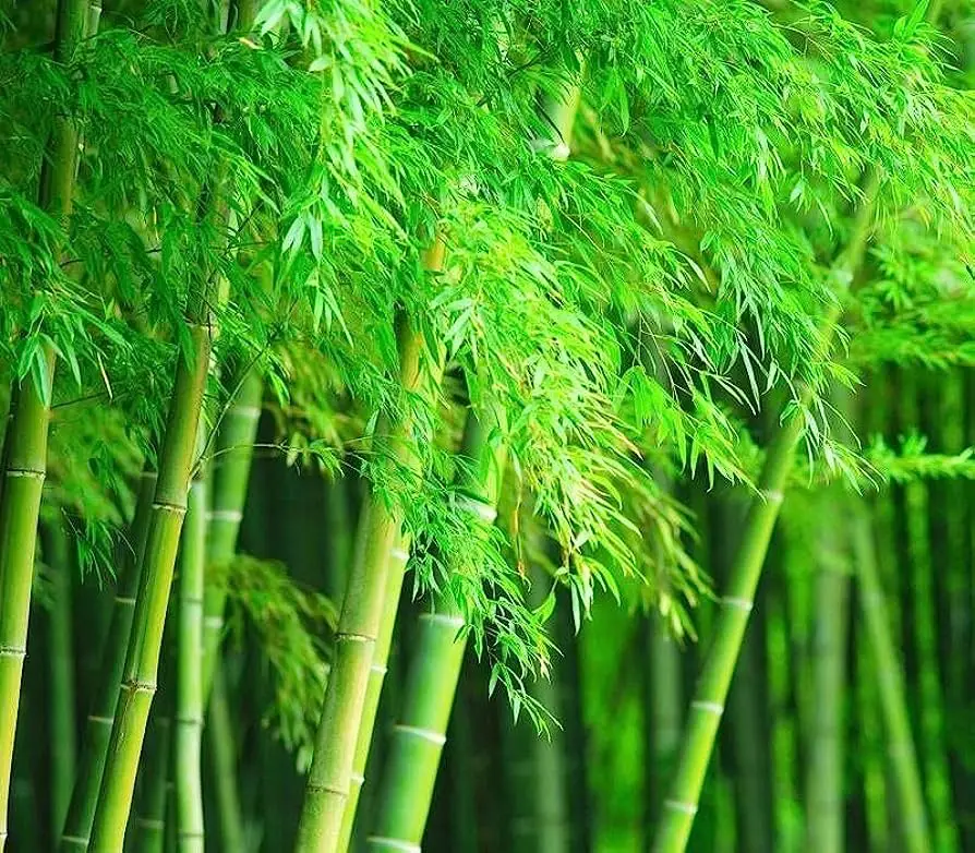500+ Giant Bamboo Seeds for Planting Exotic and Fast Growing Giant Bamboo, Privacy Screen