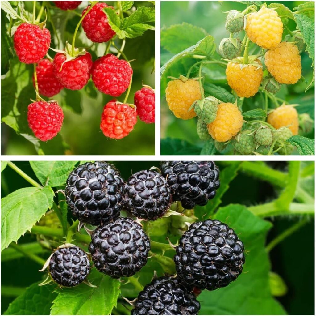 500+ Mix Raspberry Seeds for Planting Non-GMO Heirloom and Organic for Home Garden Berry Seeds Sweet and Delicious