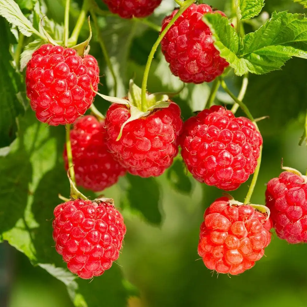 Delicious Red Raspberry 2000 Seeds - Made in USA - All Natural Grown - Ready for Planting