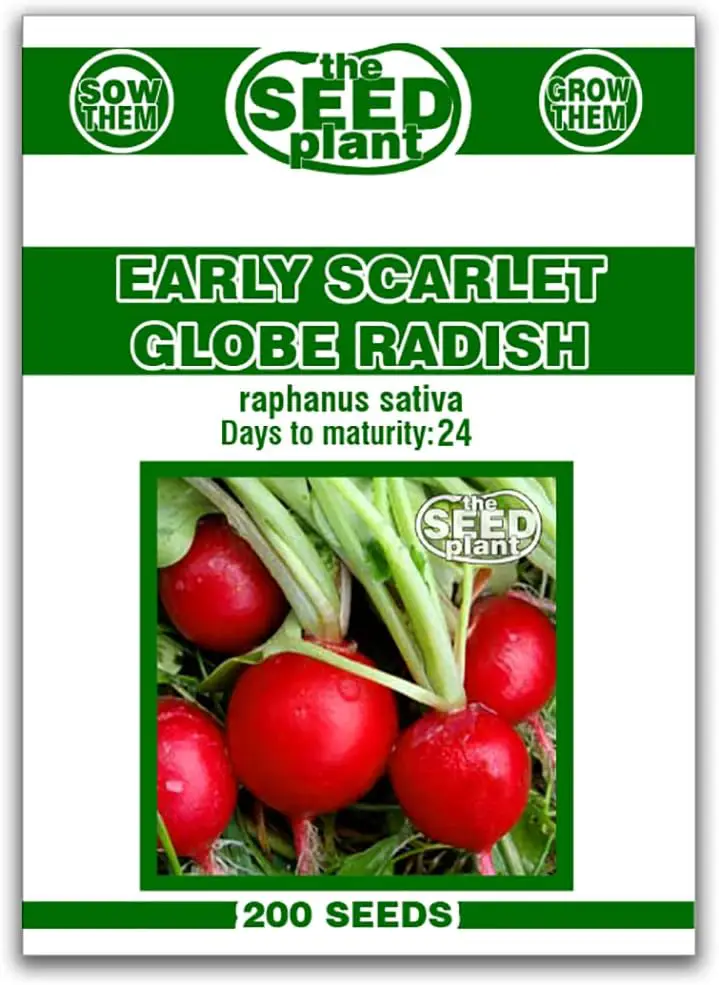 Early Scarlet Globe Radish Seeds - 200 Seeds Non-GMO