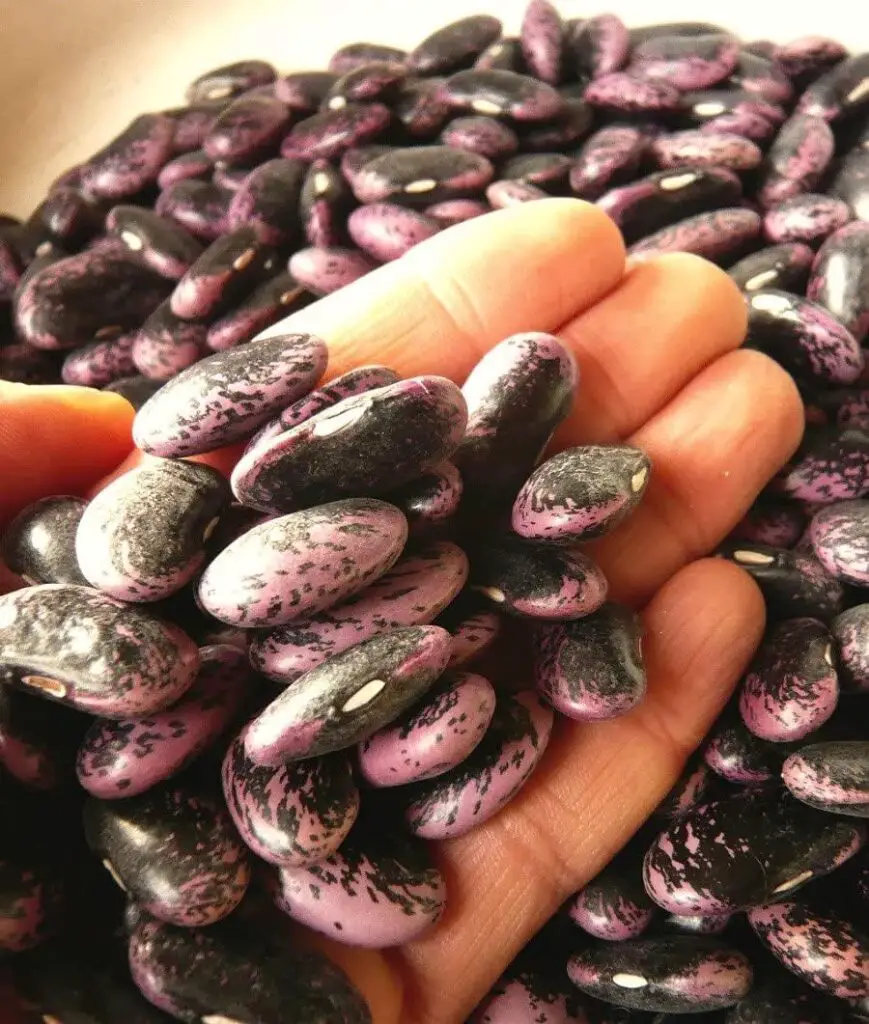 Gaeas Blessing Seeds - Scarlet Runner Bean Seeds - Non-GMO Seeds for Planting with Easy to Follow Instructions 94% Germination Rate