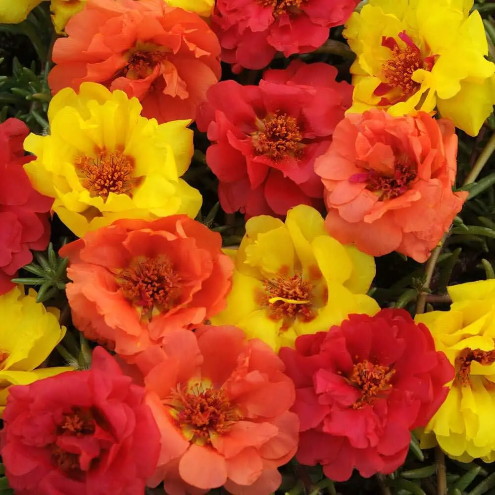 Moss Rose Seed Mixed Color Moss-Rose Purslane Double Flower Seeds for Planting Heirloom, Open Pollinated - 6000 Seeds