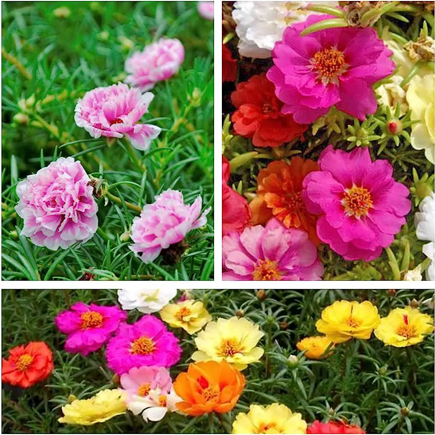 Moss Rose Seed Mixed Color Moss-Rose Purslane Double Flower Seeds for Planting Heirloom, Open Pollinated - 6000 Seeds