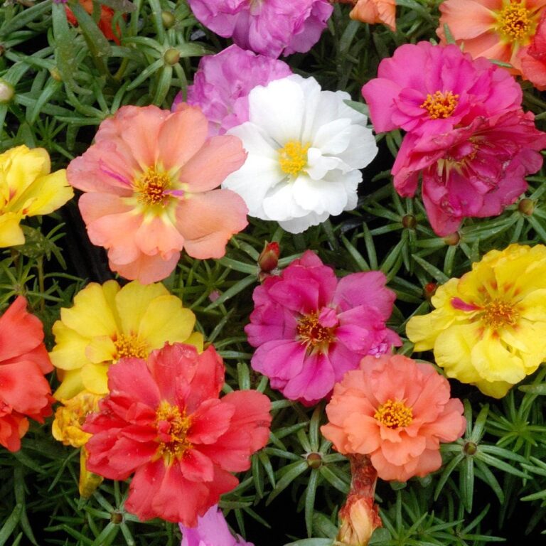 Seeds 50ct by Rose Moss Seed, Mixed Rose Moss Seed, Heirarom