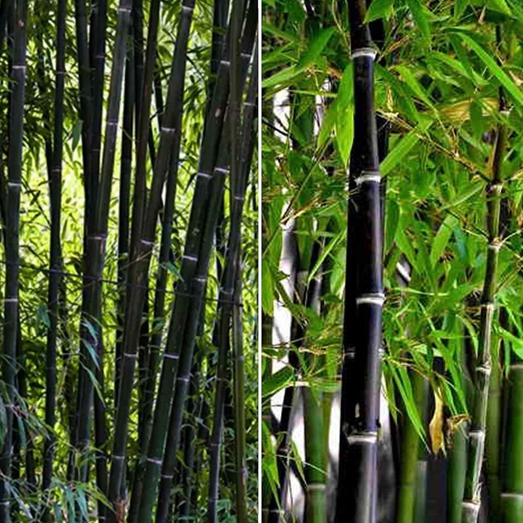 Rare Black Bamboo Seeds for Planting - 300+ Seeds - Grow Black Bamboo, Privacy Screen, Good for Environment