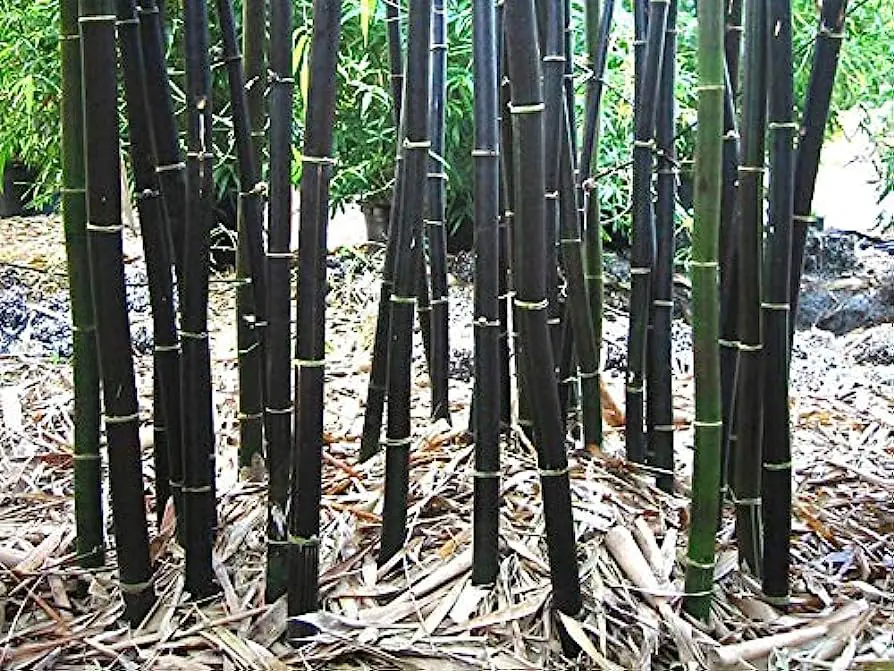 Rare Black Bamboo Seeds for Planting - 300+ Seeds - Grow Black Bamboo, Privacy Screen, Good for Environment