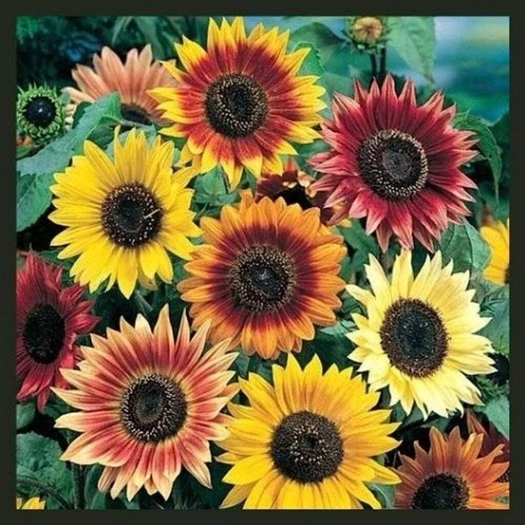 Sunflower Seeds for Planting - Plant  Grow Autumn Beauty Sunflower Mix in Your Home Outdoor Garden - 25 Non GMO Heirloom Seeds - Full Planting Packet with Instructions, 1 Packet