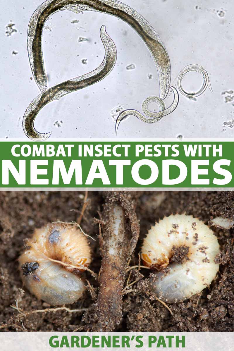 Beneficial Nematodes For Natural Pest Control In Organic Farming