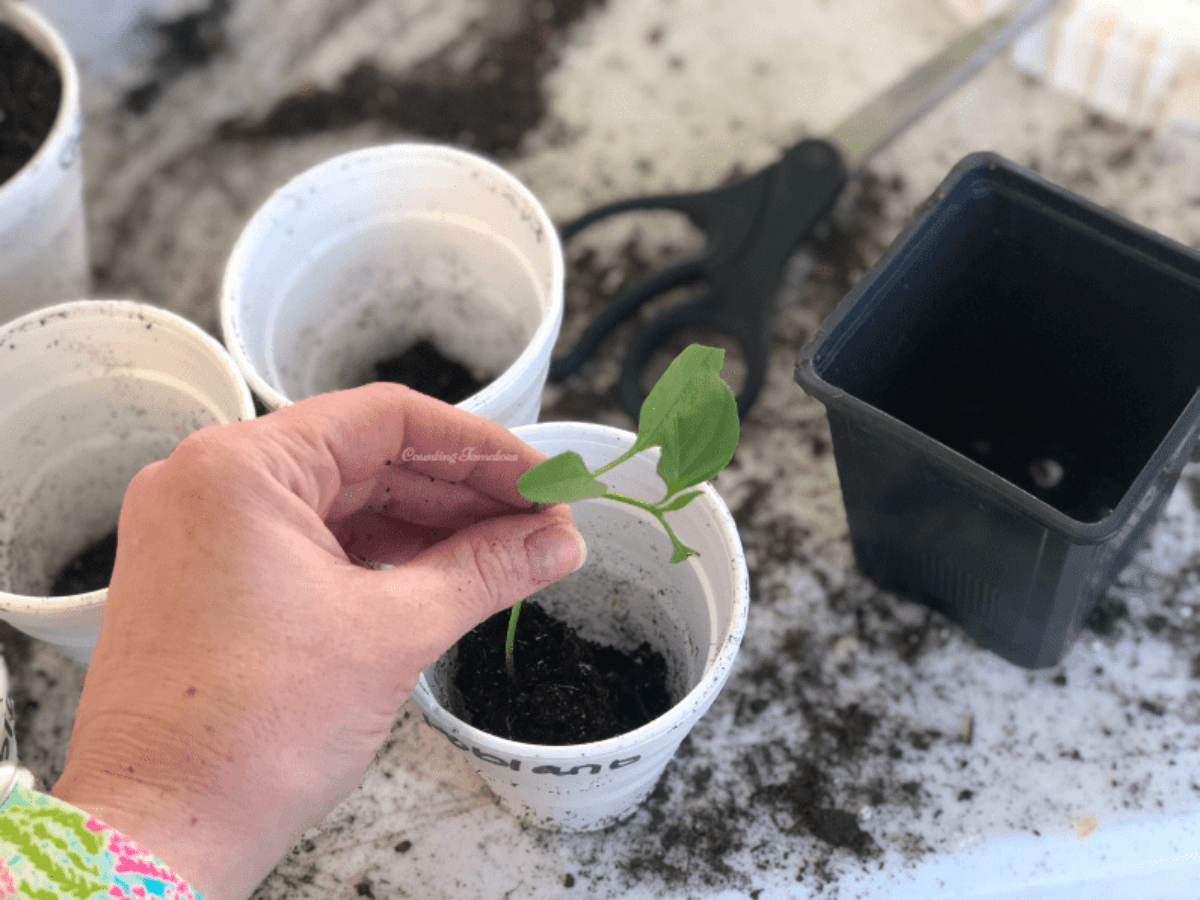 The Role Of Seedling Repotting In Container Gardening