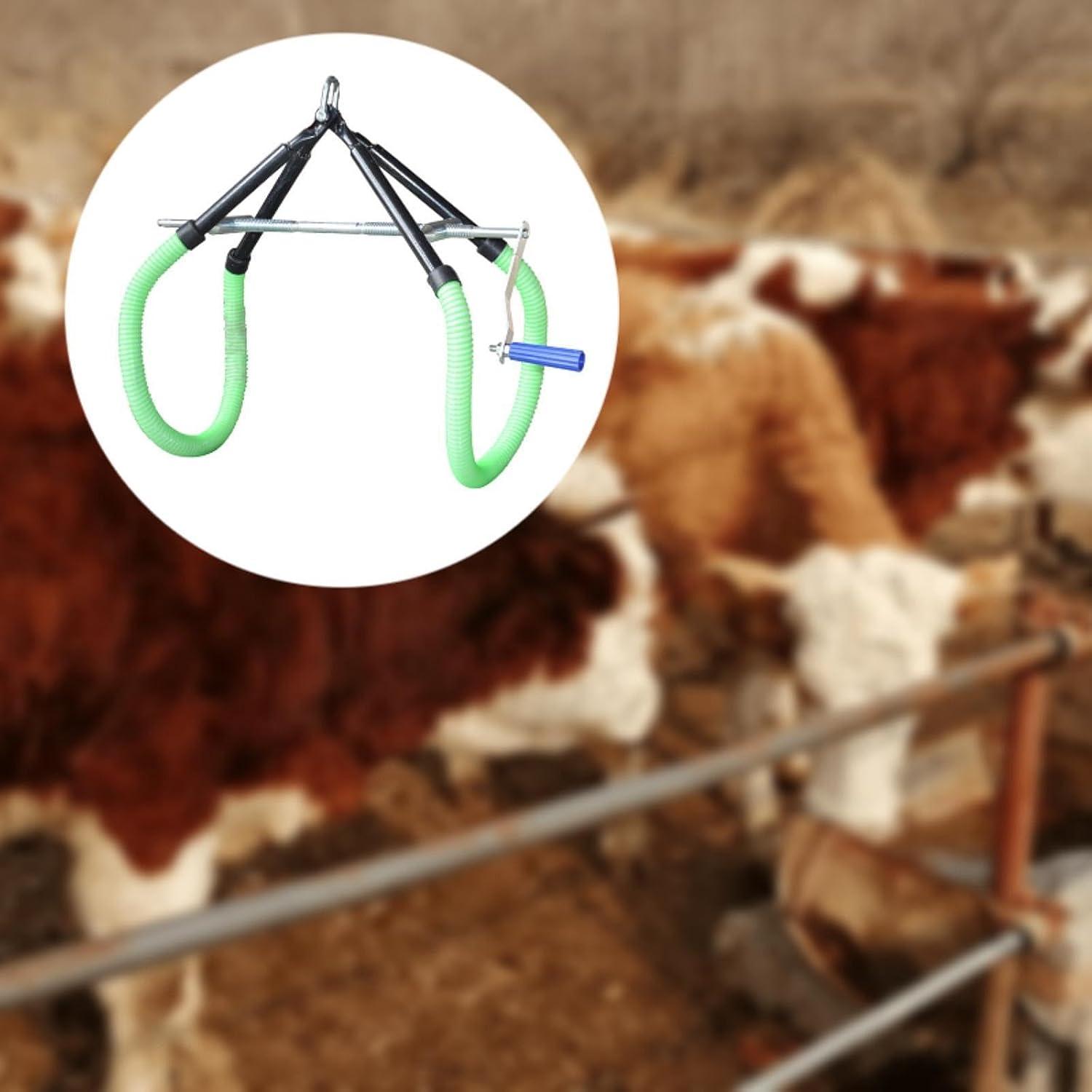 We Tested the 1000kg Cow Hip lift: ‌A Dairy Farmer's Best‍ Friend