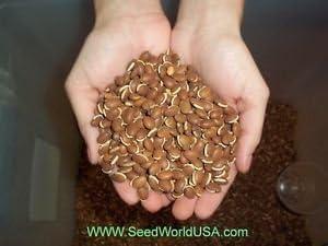 seedranch​ Lablab: Our Summer Wildlife Plot Game-changer