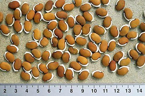 SeedRanch Lablab: Our Summer Wildlife ‍Plot Game-Changer