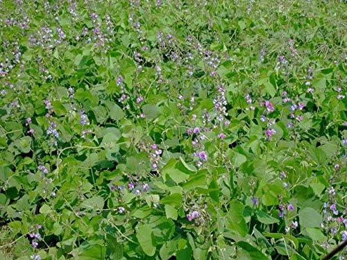 SeedRanch lablab: Our Summer Wildlife Plot Game-changer