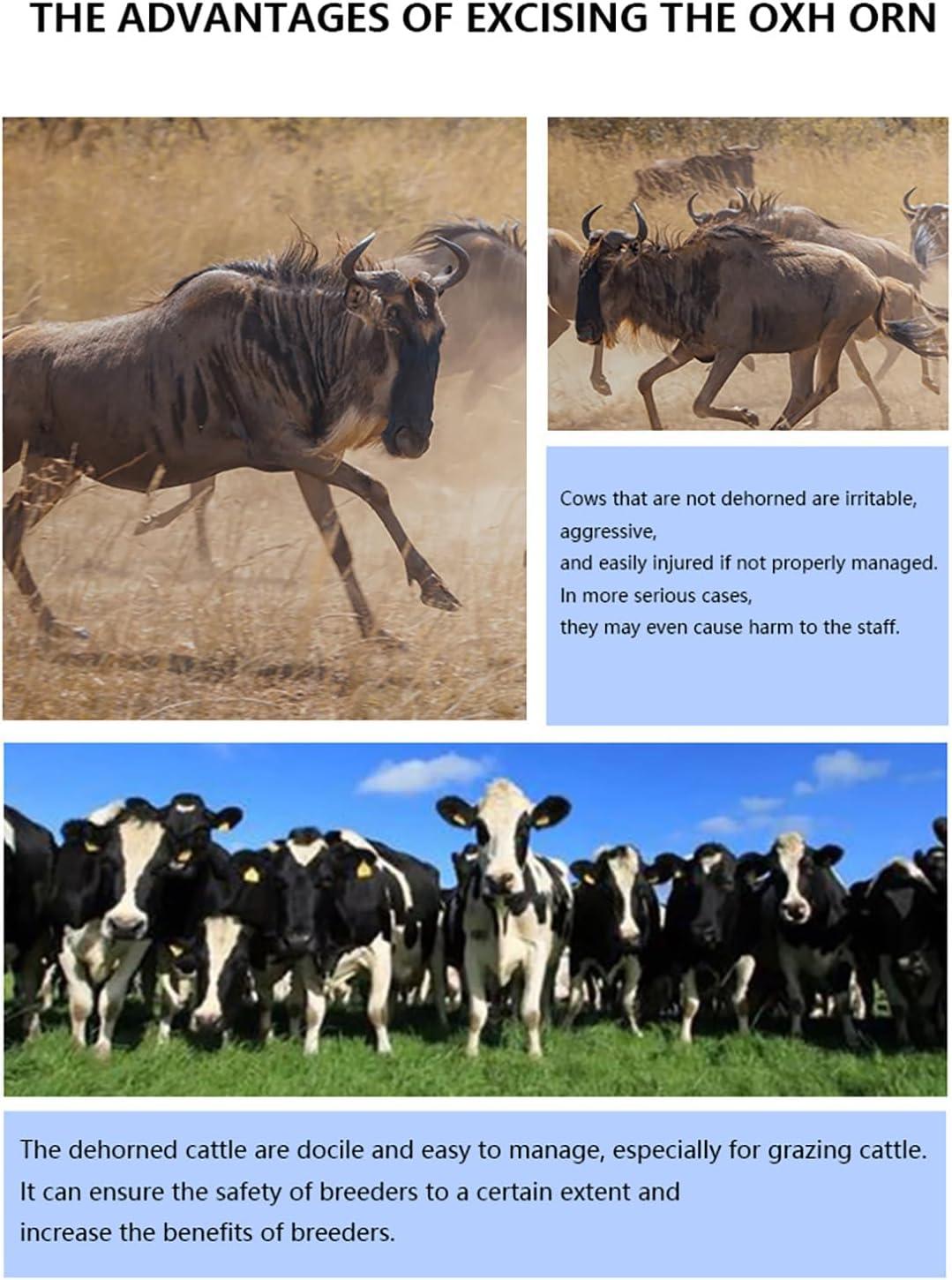 we Review: The 1900W Livestock Dehorner for Safe Farm ​Management