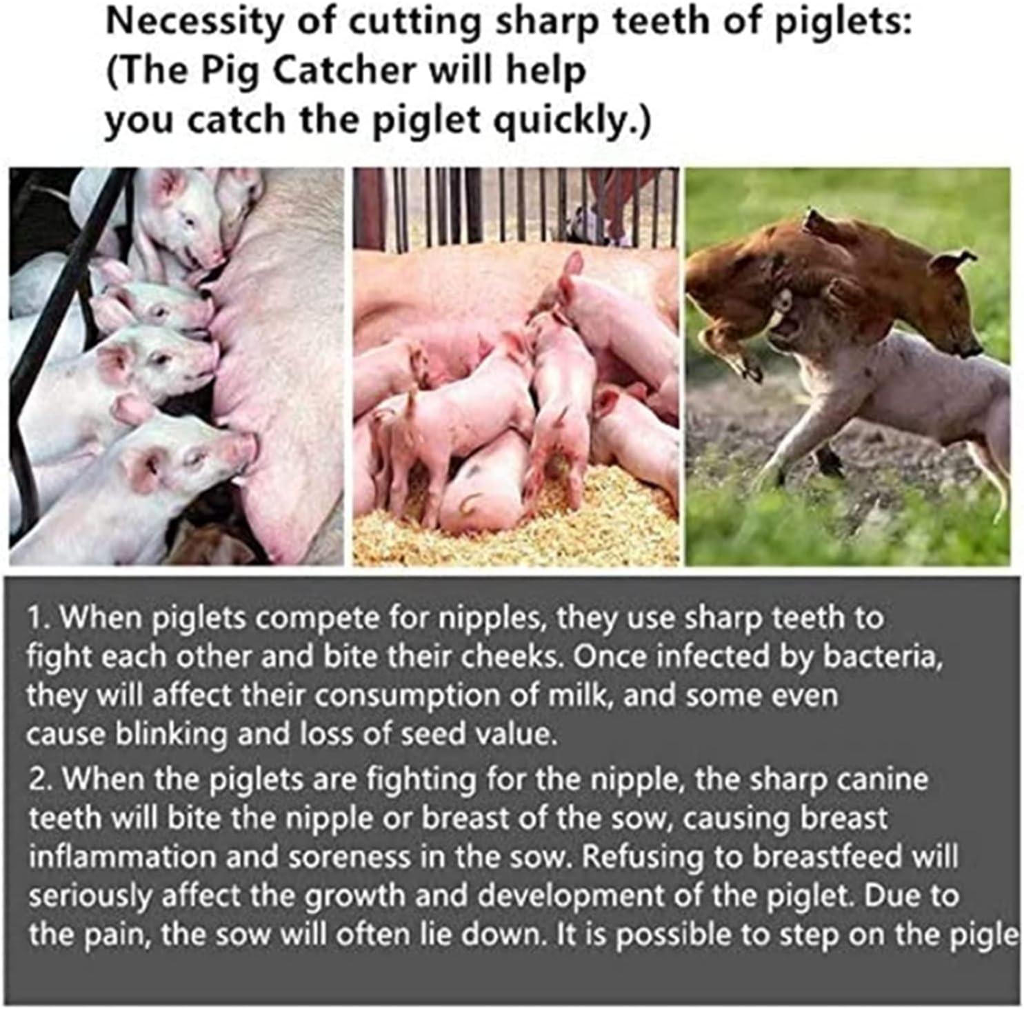 Our Take on Dental Scissors for Small⁢ Farm ⁢Animals