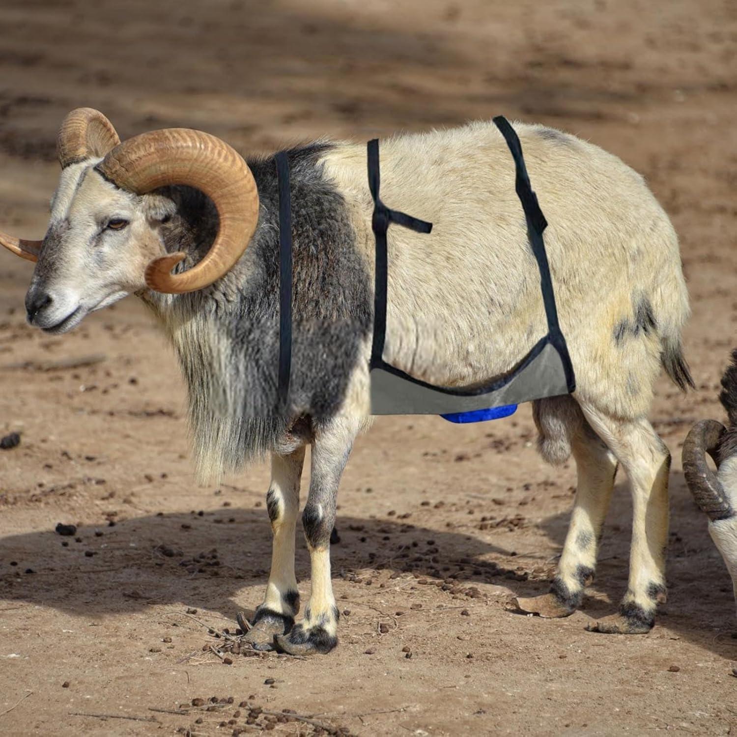 We Review: The Ultimate Goat ‌Breeding Control Apron
