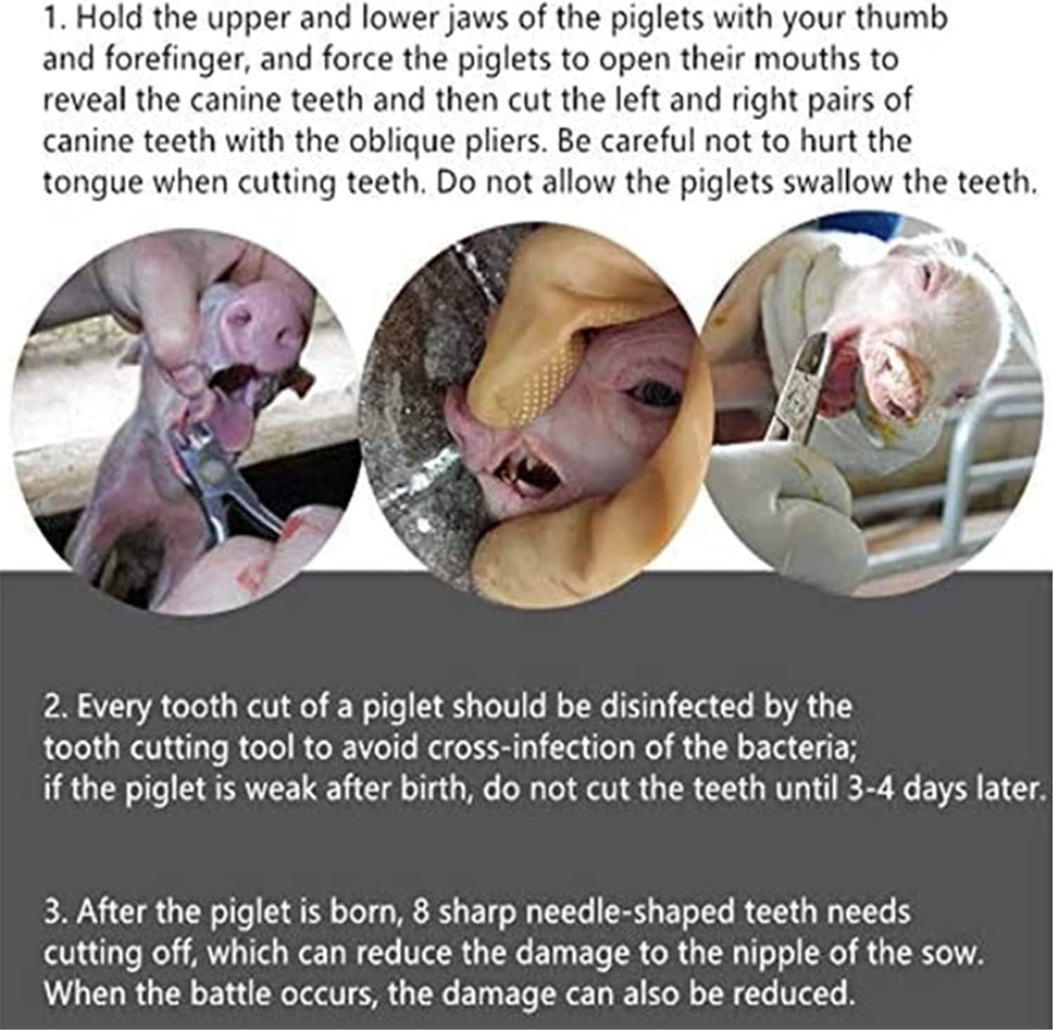 Our Take on Dental ​Scissors for Small​ Farm Animals