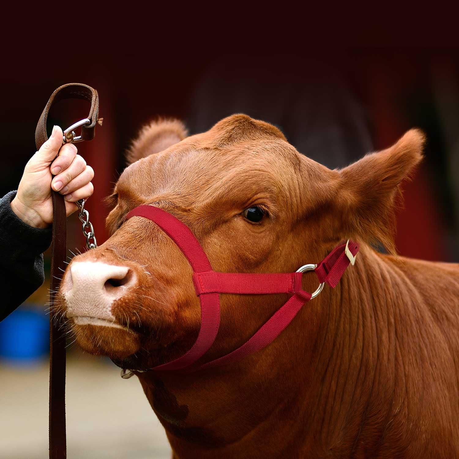 Our Review: Jeffers Premium Nylon Calf Halter - Farm Tested!