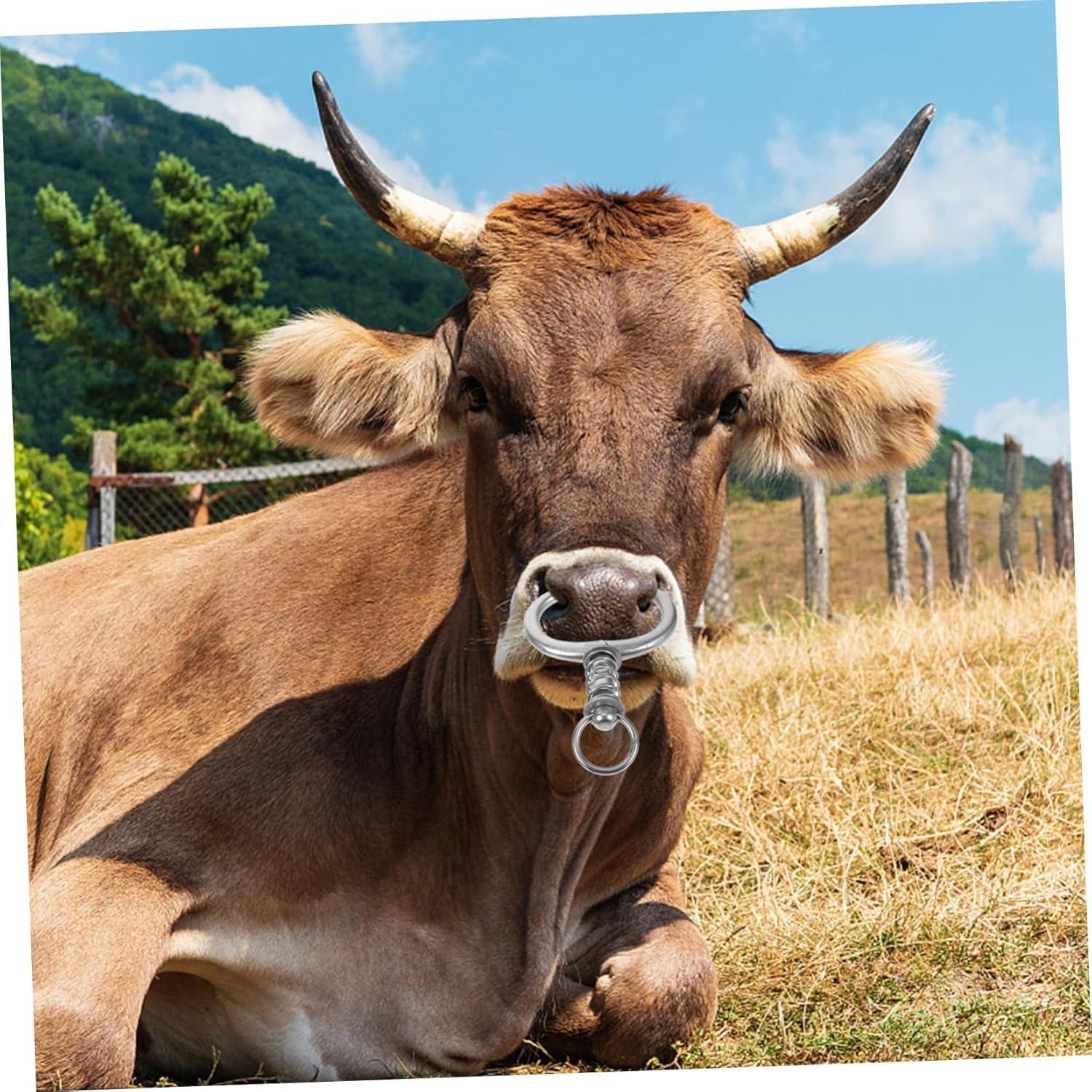 Our Review: Kisangel ⁣Cattle Nose Rings for Effective Livestock Management

ChatGPT: We Test the Kisangel Cattle Nose Rings: Durable Farm Control